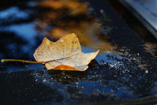 Illustration for article titled Shooting Challenge Fall Leaves Gallery 2